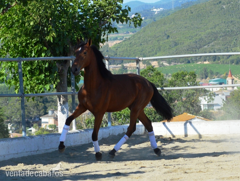 Caballos Enteros Pura Raza Española - POTRO PRE CASTAÑO