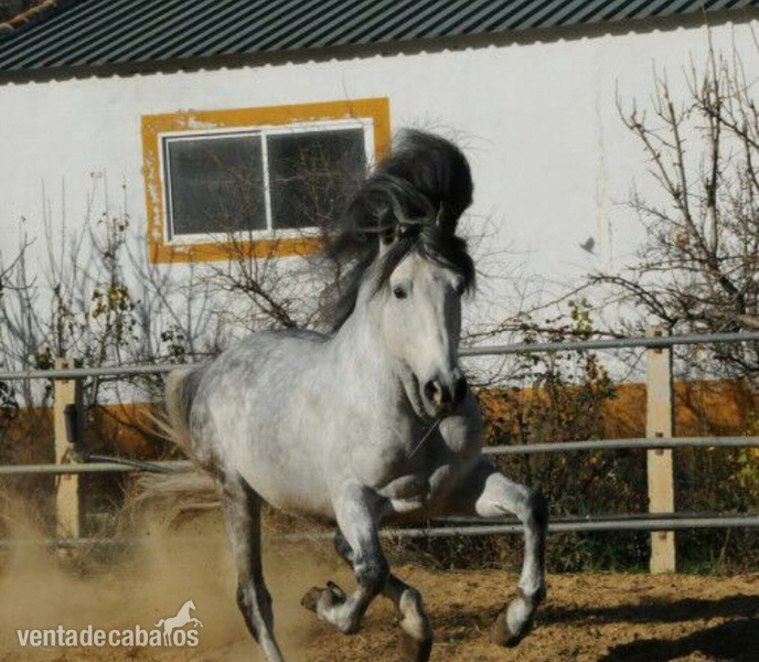 Caballo pre 11 años in 