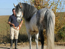 Caballo pre 11 años