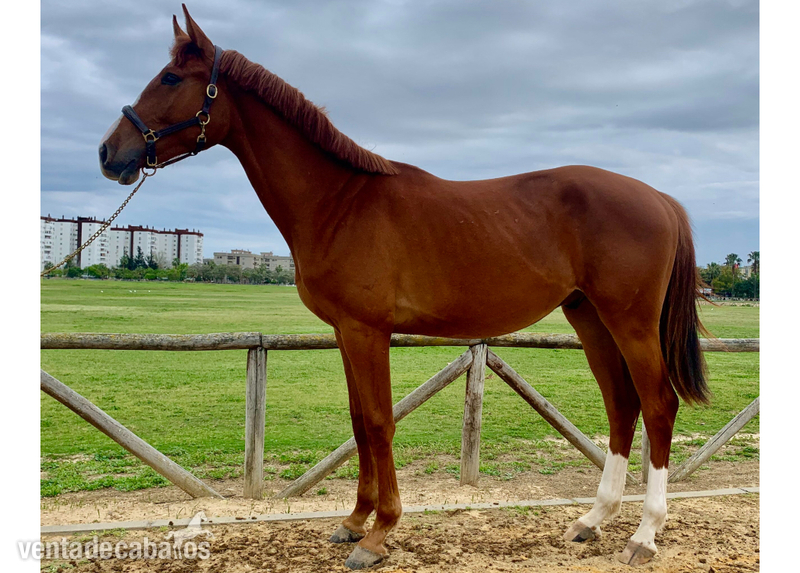 POTRO CDE CASTRADO 2 AÑOS 1. 60 M in 
