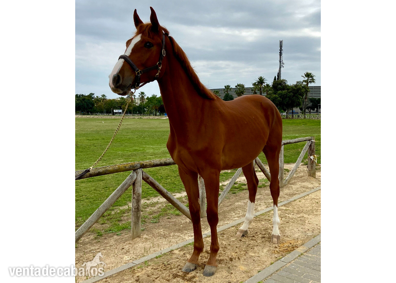 Caballo de Deporte Español (CDE) {TYPE}