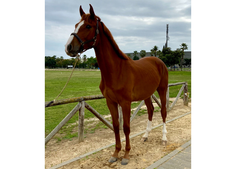Caballo de Deporte Español (CDE) {TYPE}