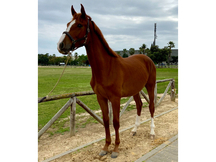POTRO CDE CASTRADO 2 AÑOS 1. 60 M