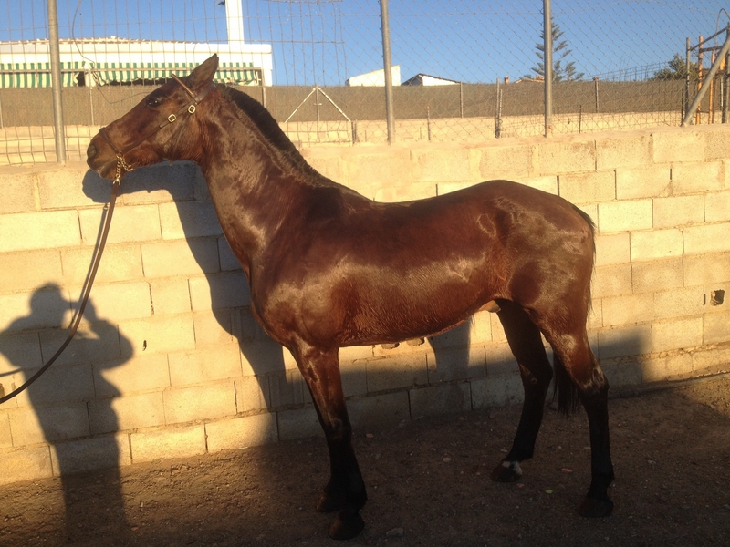 Hispano-Arabe {TYPE}