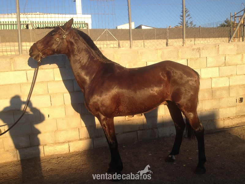 Hispano-Arabe {TYPE}