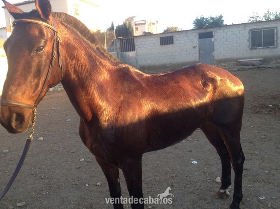 Hispano Arabe precioso in 