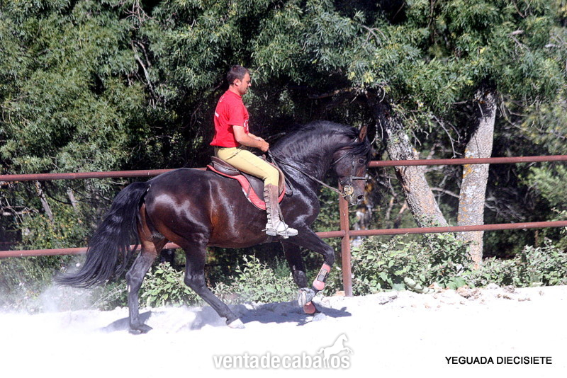 C A B A L L O  -:-  I M P O R T A N T E   -:-  P R E - Caballos Pura Raza Española (P.R.E.) in 