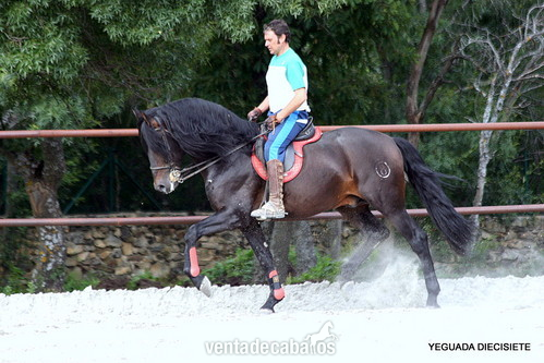 C A B A L L O  -:-  I M P O R T A N T E   -:-  P R E - Caballos Pura Raza Española (P.R.E.)