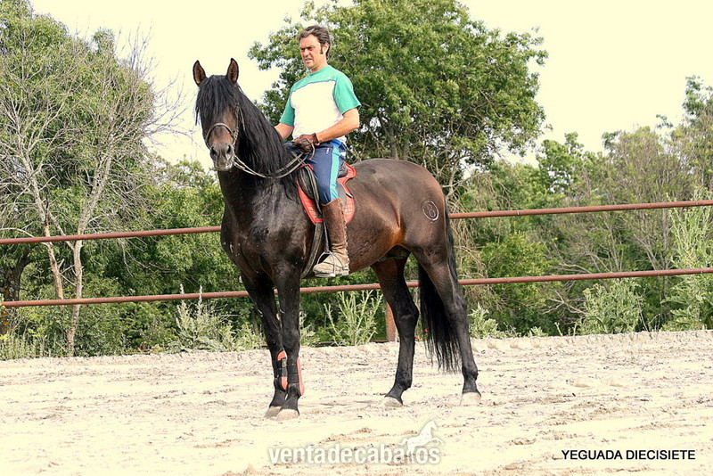 Caballos Pura Raza Española (P.R.E.) Pura Raza Española - C A B A L L O  -:-  I M P O R T A N T E   -:-  P R E