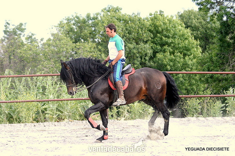 C A B A L L O  -:-  I M P O R T A N T E   -:-  P R E - Caballos Pura Raza Española (P.R.E.)