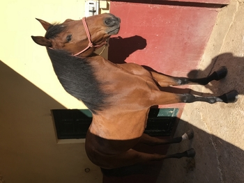 Pre 11 años