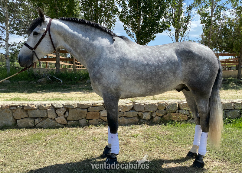 CABALLO PRE ENTERO 4 AÑOS 1. 68 M in 