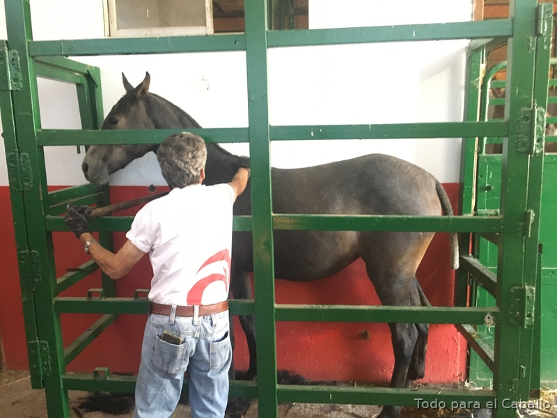 Lusitano