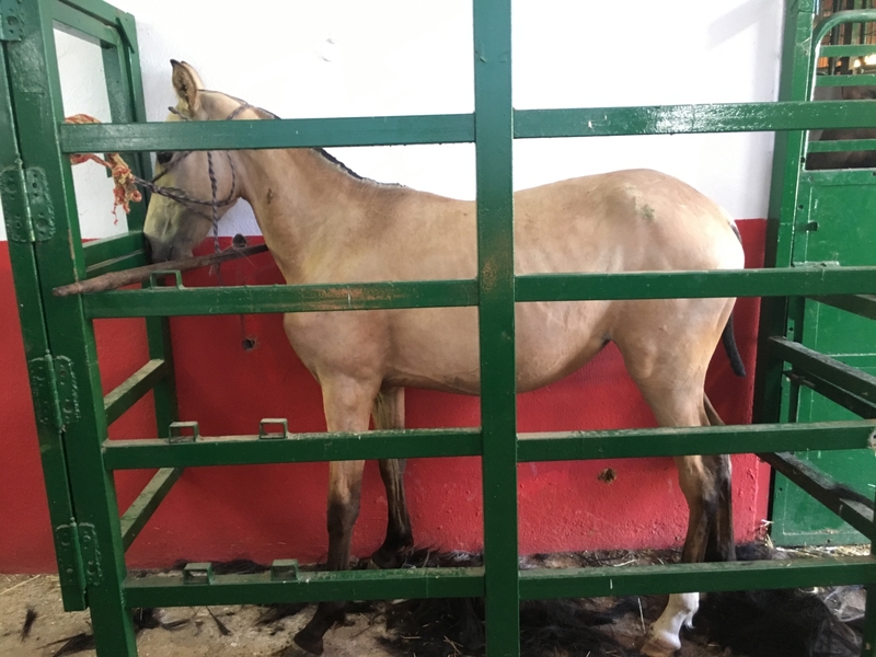 Lusitano {TYPE}