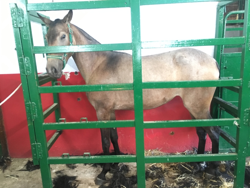 Potras de calidad - Caballos Pura Raza Española (P.R.E.) Lusitano
