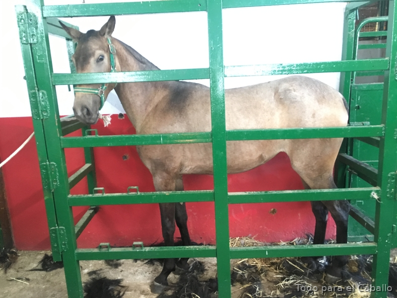 Potras de calidad - Caballos Pura Raza Española (P.R.E.) Lusitano
