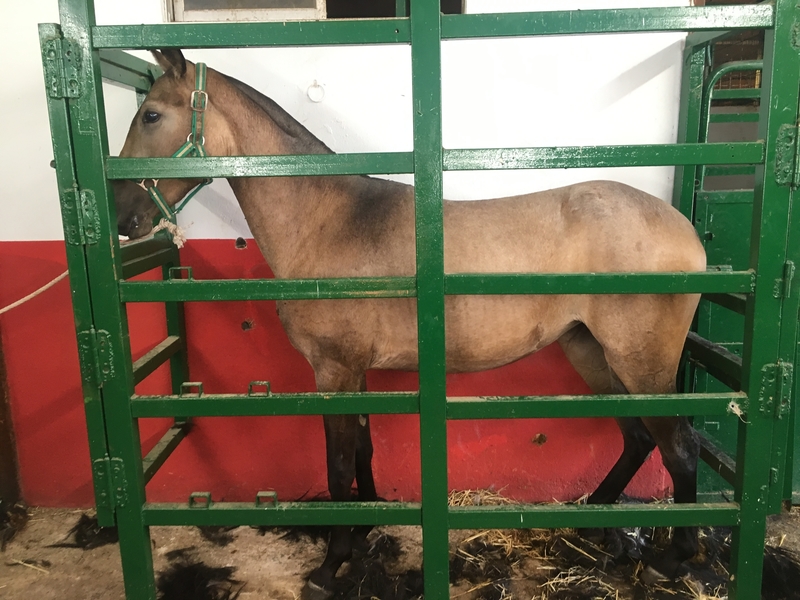 Potras de calidad - Lusitano