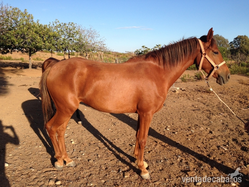 Hispano-Arabe