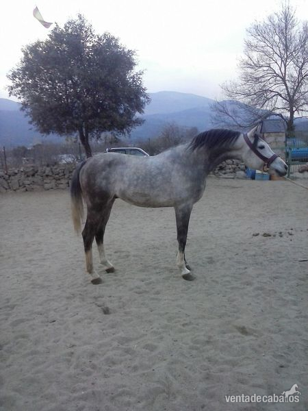 se vende caballo arabe puro nombre Fortuna FS . in 