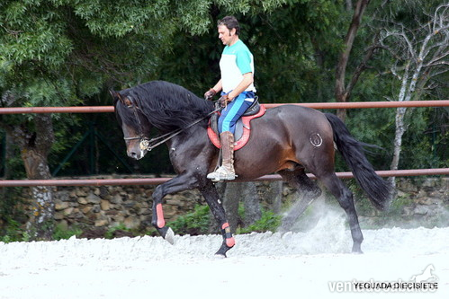 Caballos Capados Pura Raza Española - C A B A L L O S-:- P R E 