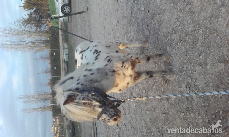 pony shetlan {TYPE}