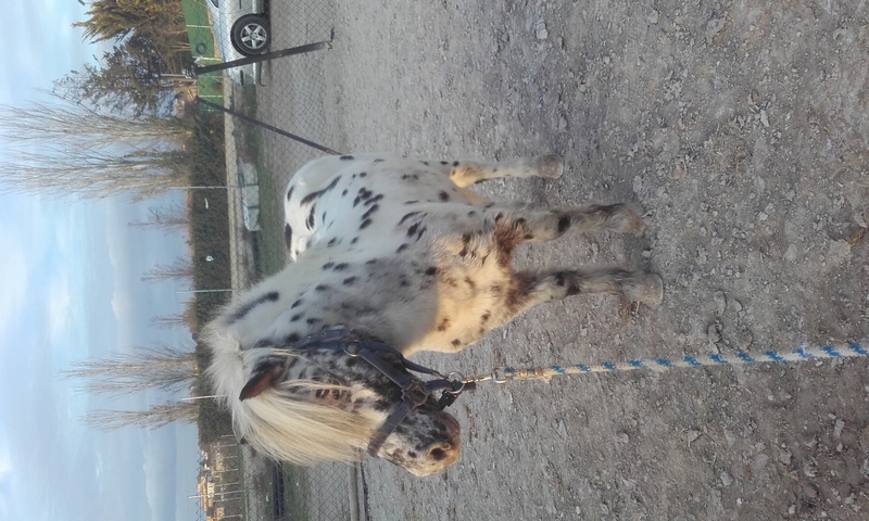pony shetlan {TYPE}