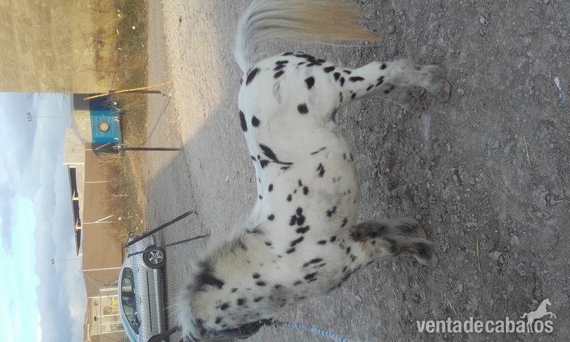 Ponis Pony Club pony shetlan - poni apaluso  prezioso