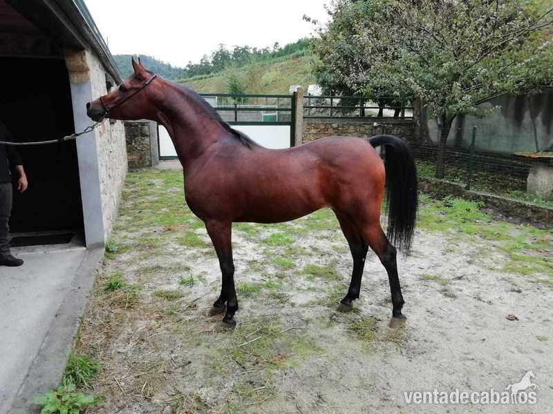 OFREZCO MONTA SEMENTAL ARABE - Caballos Árabes in 