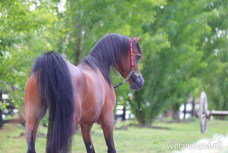 Caballos Árabes Arabe - OFREZCO MONTA SEMENTAL ARABE