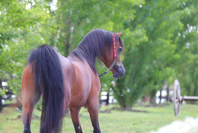 Caballos Árabes Arabe - OFREZCO MONTA SEMENTAL ARABE