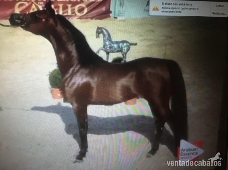 OFREZCO MONTA SEMENTAL ARABE - Caballos Árabes Arabe
