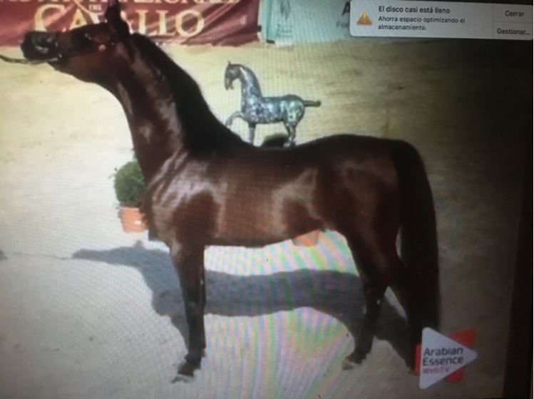 OFREZCO MONTA SEMENTAL ARABE - Caballos Árabes Arabe