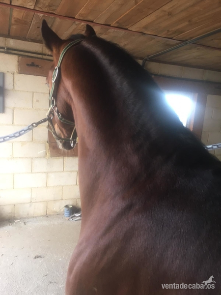 OFREZCO MONTA SEMENTAL ARABE - Caballos Árabes