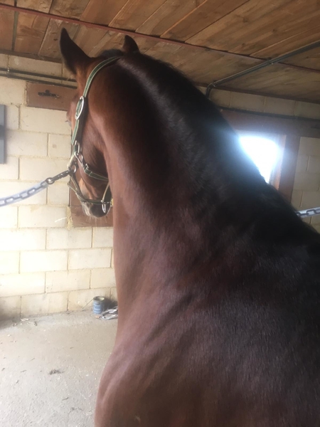 OFREZCO MONTA SEMENTAL ARABE - Caballos Árabes