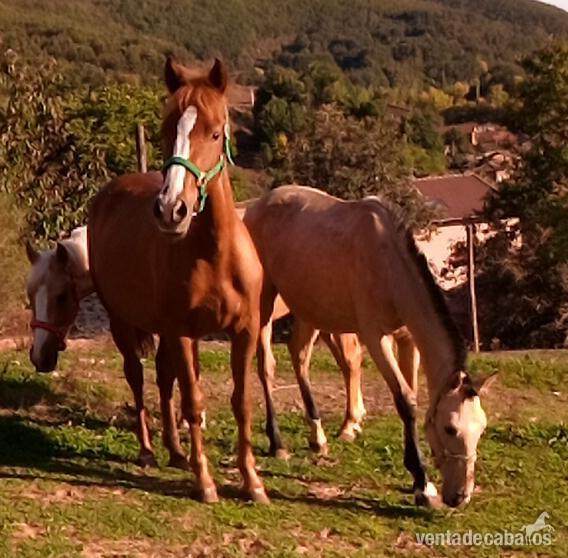 cruce de lusitano