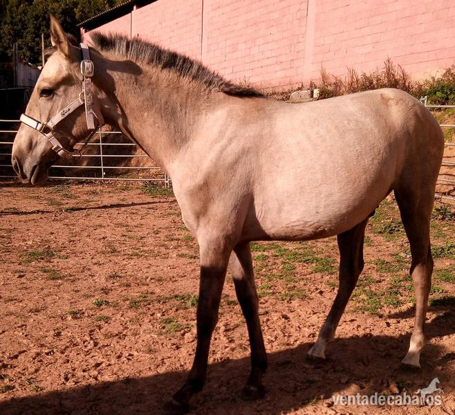 cruce de lusitano {TYPE}