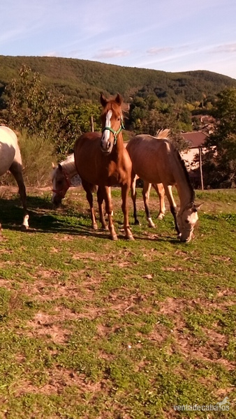 Potros cruce de lusitano - VENTA DE POTRAS Y POTROS