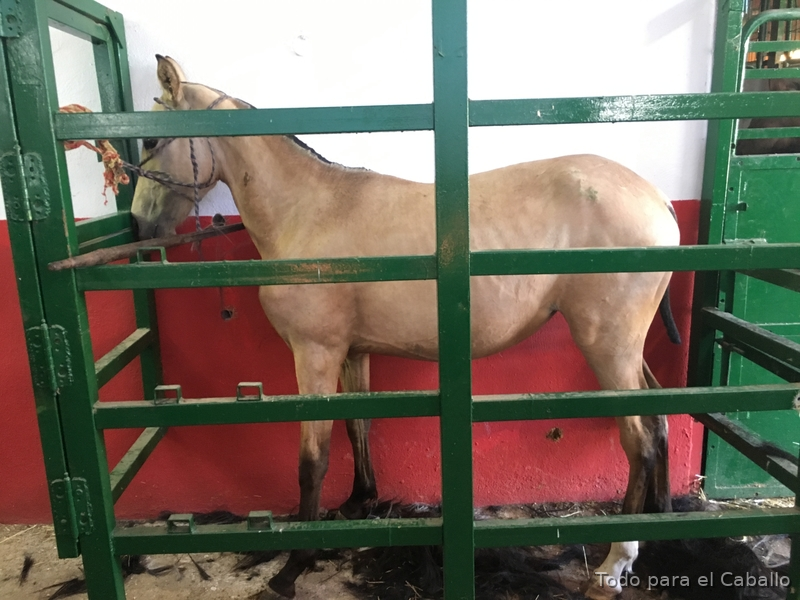 Lusitano {TYPE}
