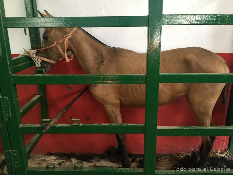 Caballos Pura Raza Española (P.R.E.) Lusitano - Potras de calidad