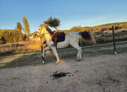 Caballo con papeles