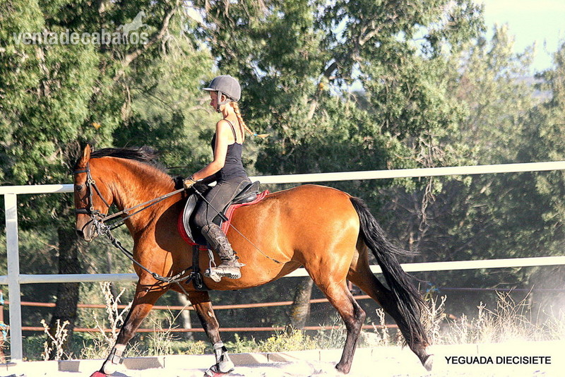 YEGUAS  MONTADAS   P . R . E. - Caballos Pura Raza Española (P.R.E.)