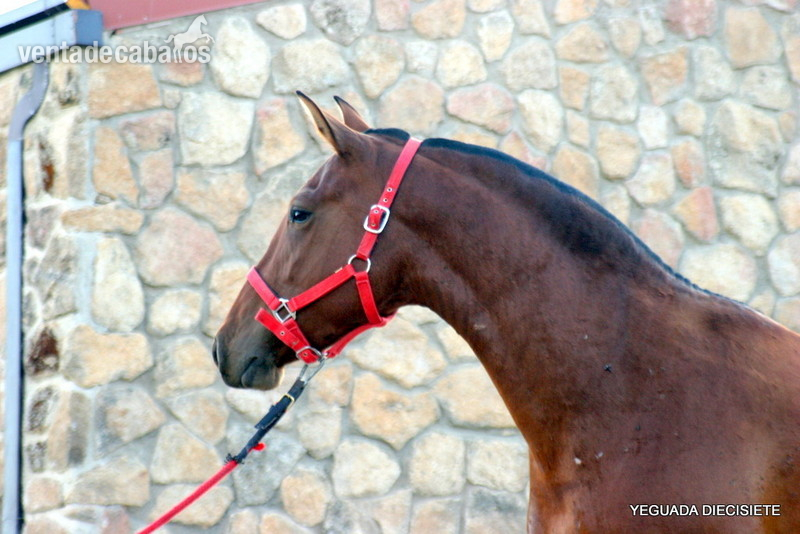 YEGUAS  MONTADAS   P . R . E. - Caballos Pura Raza Española (P.R.E.)