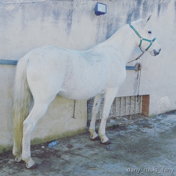 LLegua para cualquier ginete in 