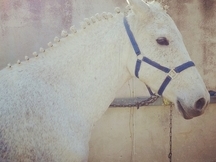 LLegua para cualquier ginete