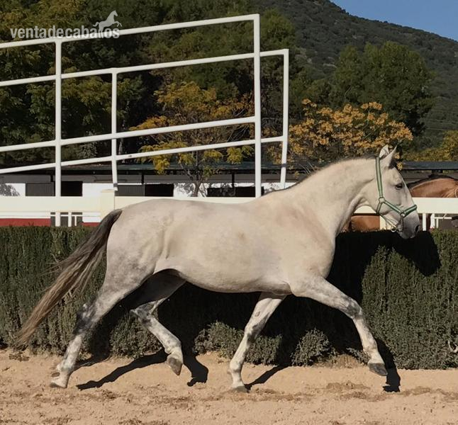 Caballos Pura Raza Española (P.R.E.) PRE - PRE en venta