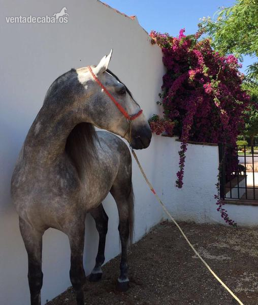 PRE en venta - Caballos Pura Raza Española (P.R.E.) PRE