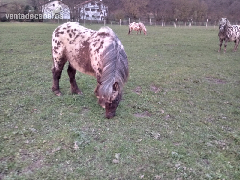 Ponys appaloosa ultzama in 