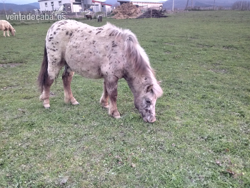 Pony appaloosa