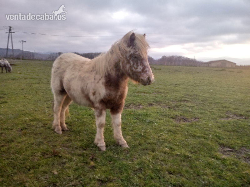 Pony appaloosa {TYPE}