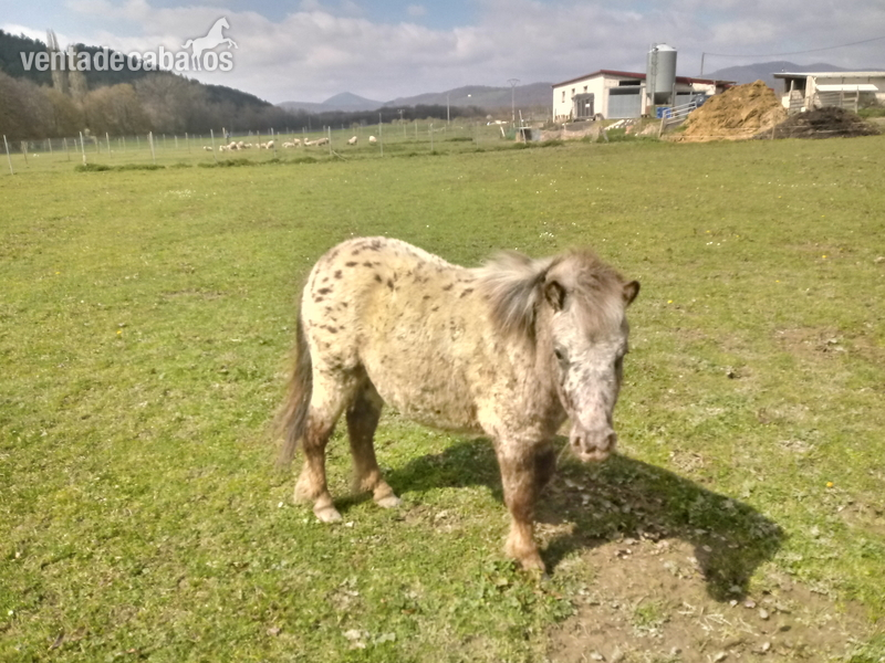 Ponis Pony Club Pony appaloosa - Ponys appaloosa ultzama